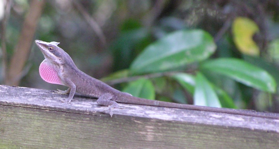 Lizard showing red sack beneath its chin