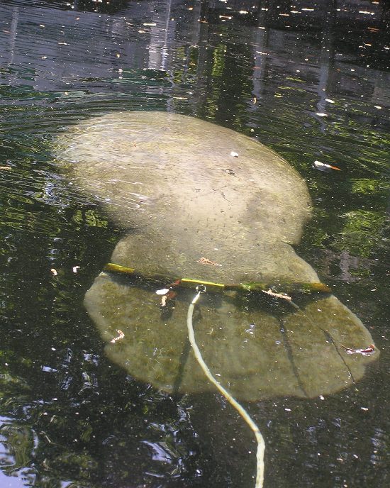 Manatee under water