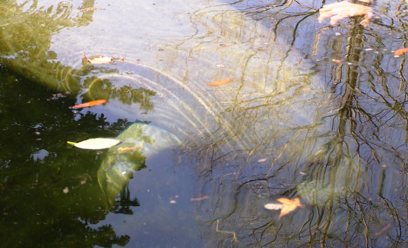 Manatee underwater with algae growing on it