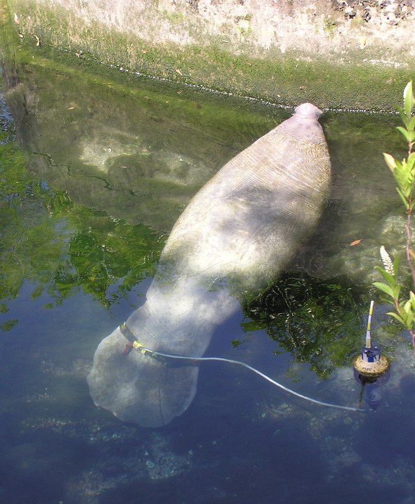 Manatee next to concrete wall