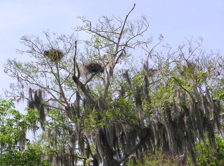 Bird nests in tree with Spanish Moss