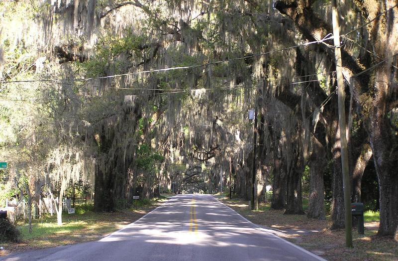 Oak trees bording road