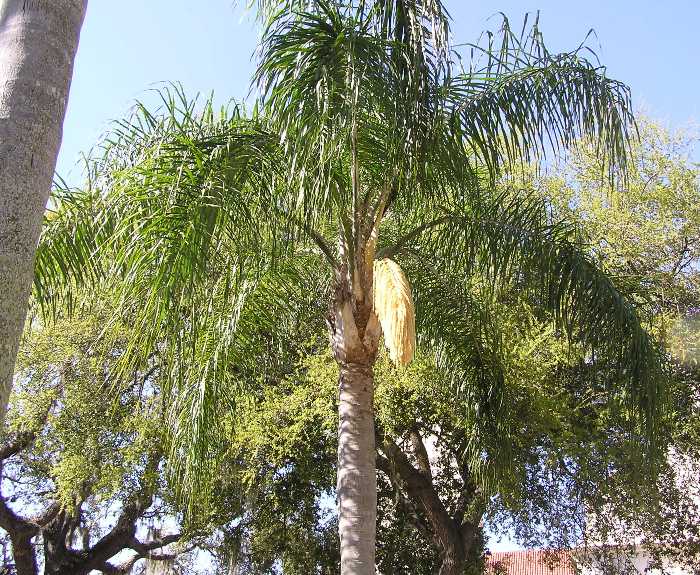 Palm tree