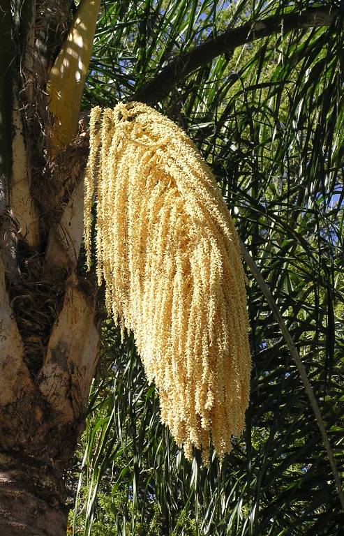 Flowers on palm tree