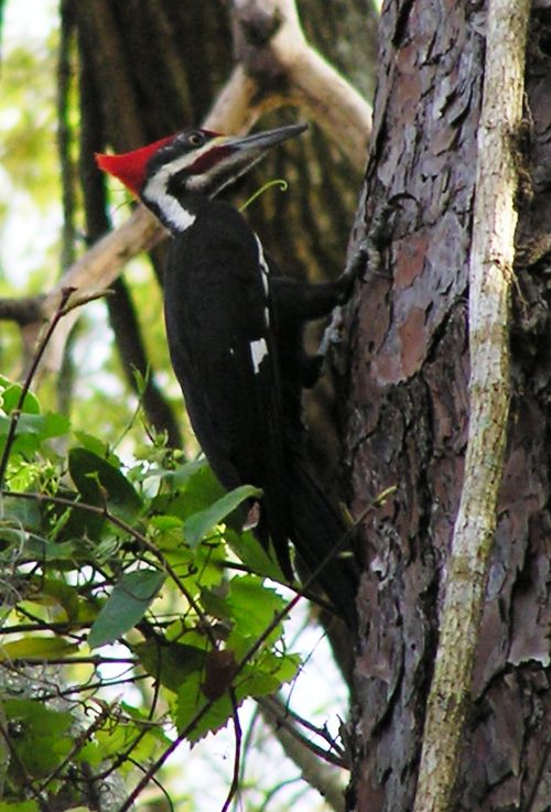 Woodpecker on side of tree
