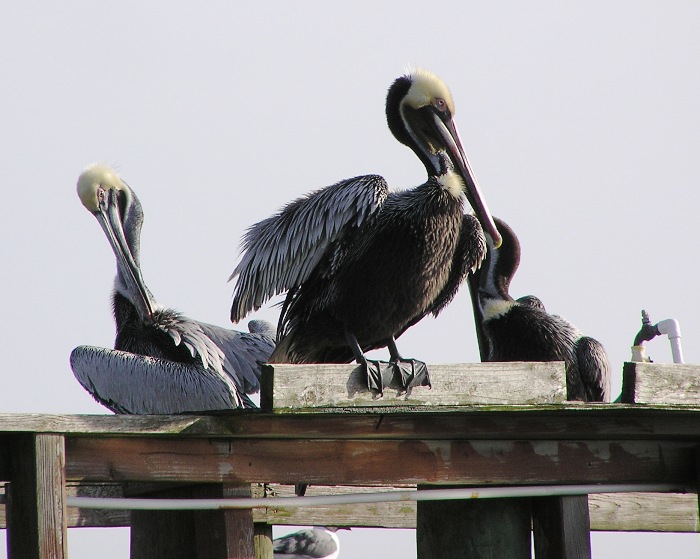 Brown pelicans