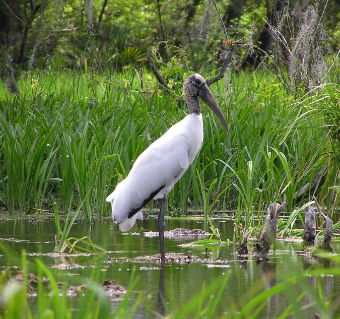Wood stork standing in the water
