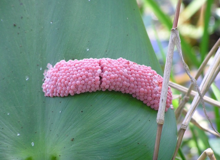 Pink snail eggs