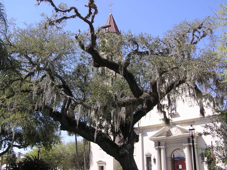Spanish Moss hanging from tree