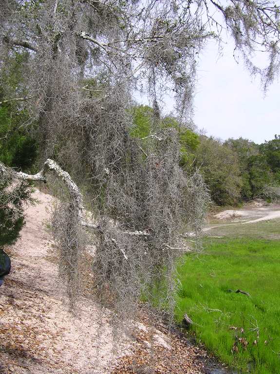Close-up of Spanish Moss hanging