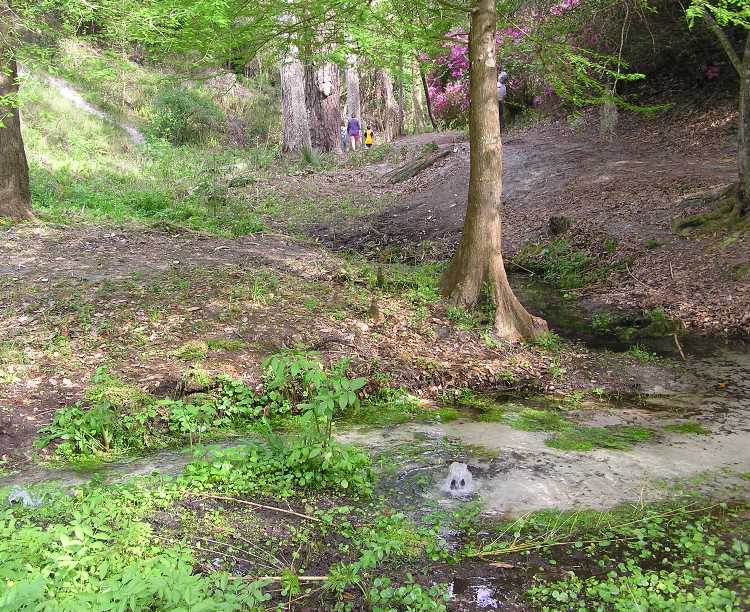 Spring in the woods