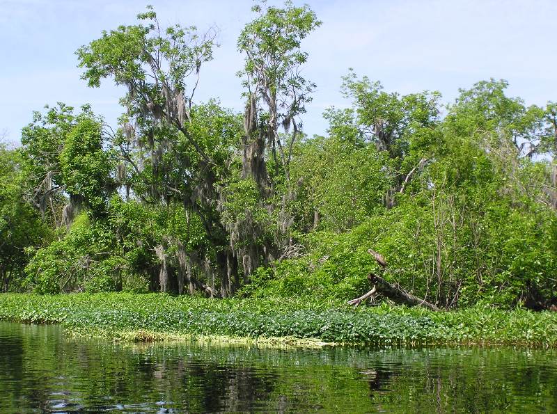Trees along shoreline with no litter