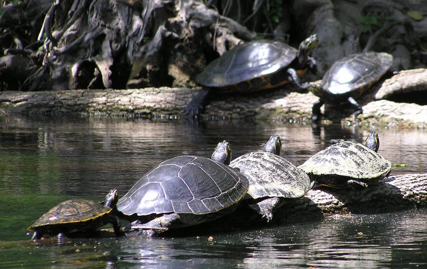 Several turtles on logs