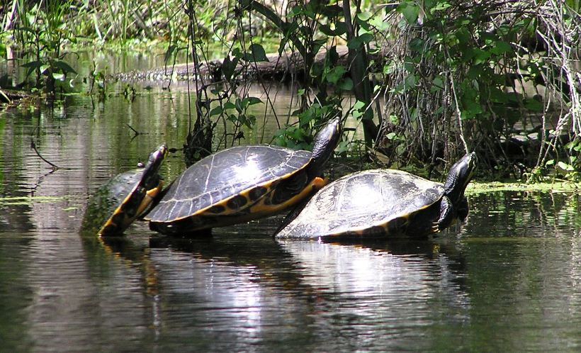 Turtles piles up