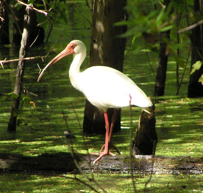 White bird with red beak and legs