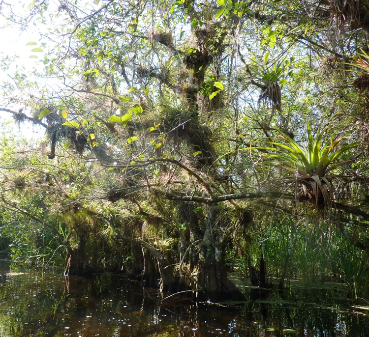 Air plants on tree
