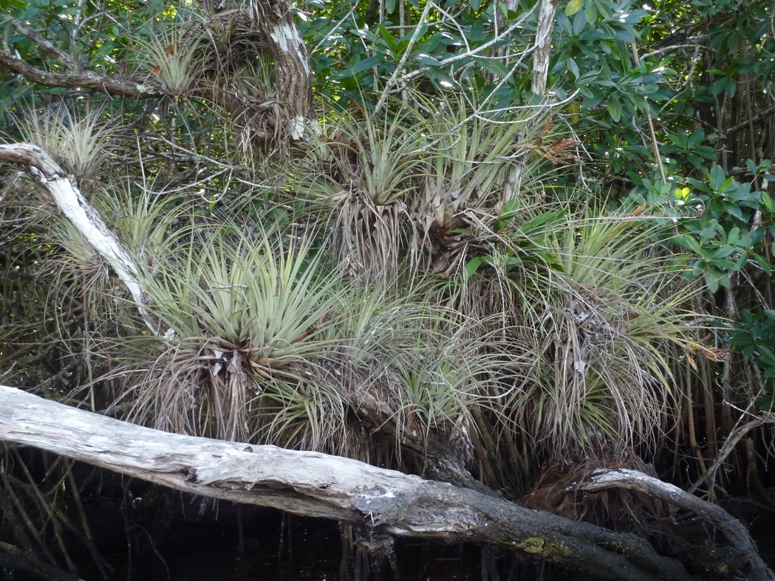 Tillandsia bromeliads