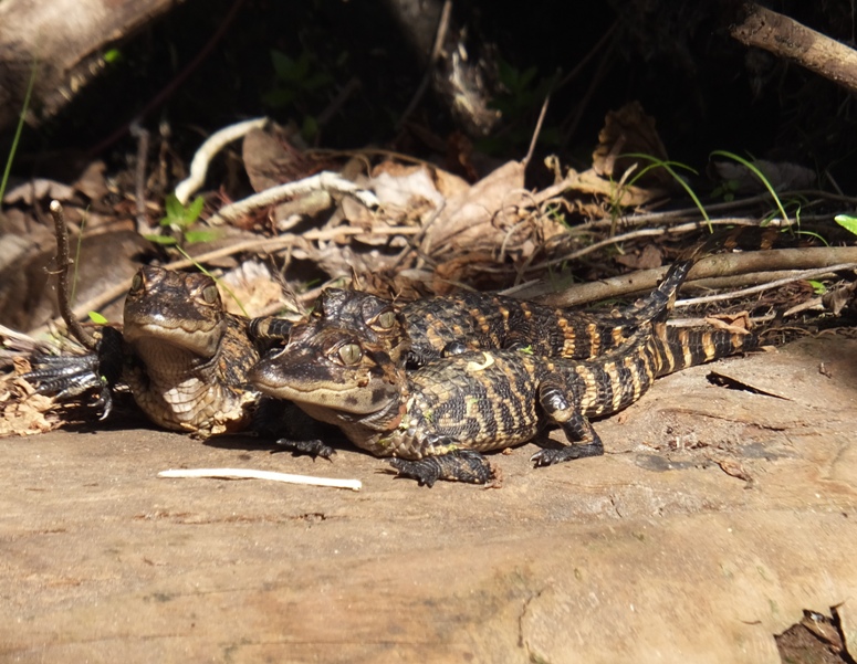 Three small alligators
