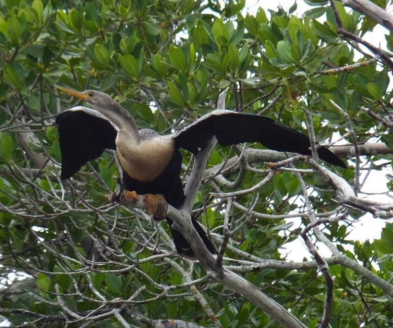 Anhinga in tree