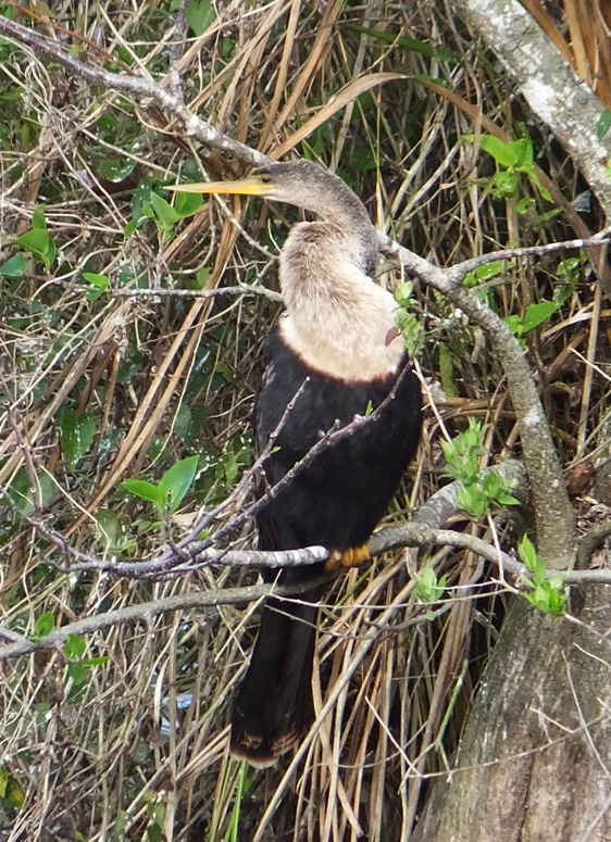 Anhinga