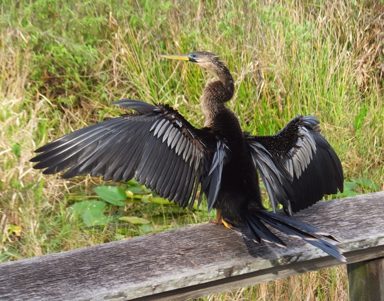 Anhinga spread eagle on land