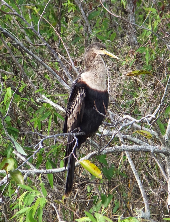 Front side of anhinga in tree