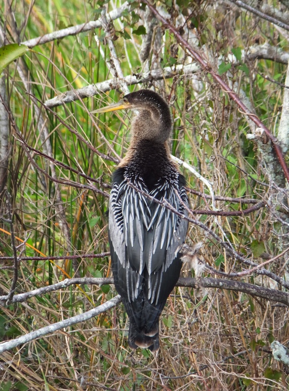 Back side of anhinga in tree