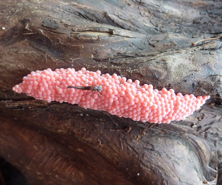 Apple snail eggs with bug on top