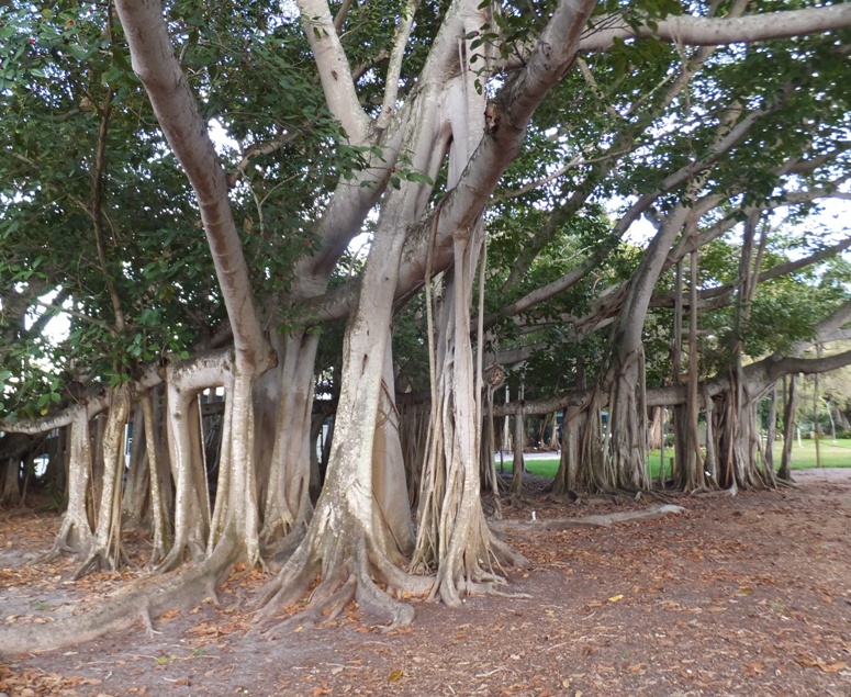 Bayan tree