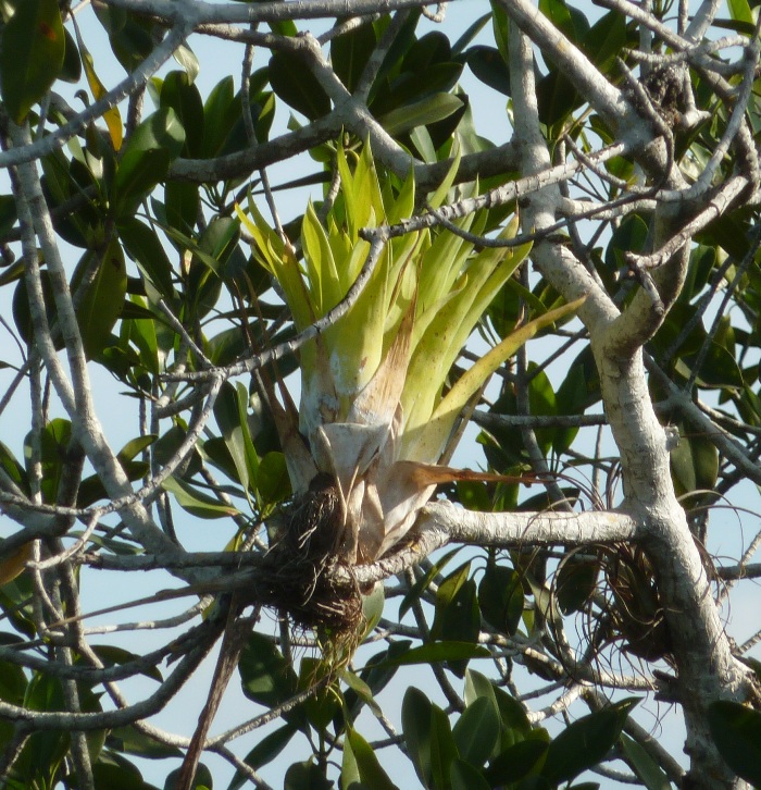 Bromeliad resembling the hair of Bart Simpson