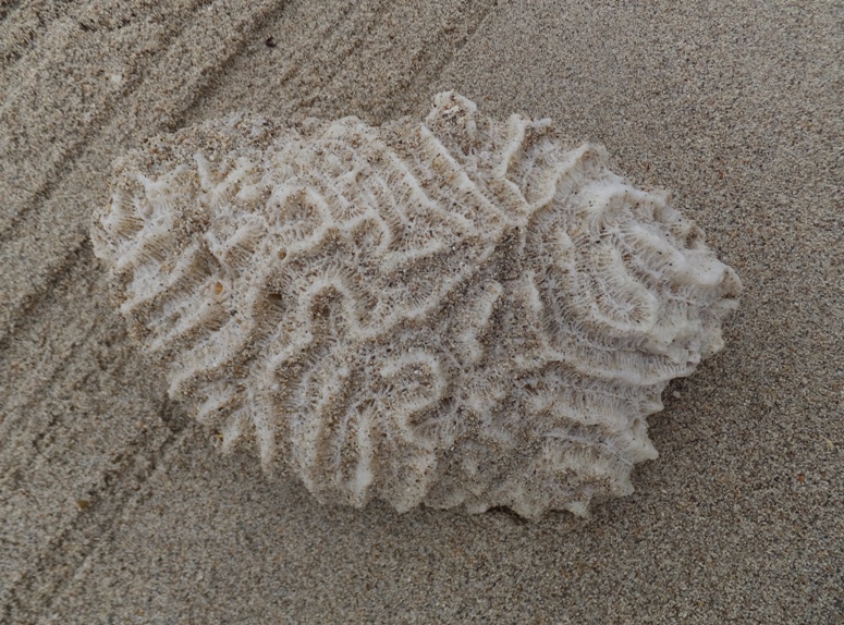 Big piece of coral on beach
