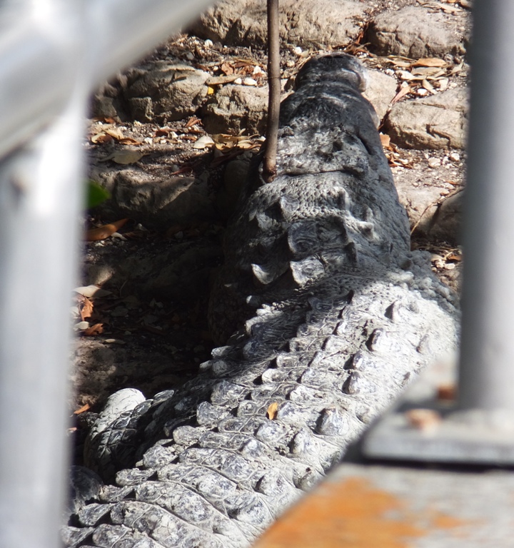 Rearview looking forward at large croc