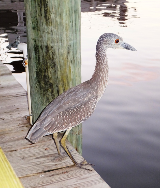 Juvenile yellow-crowned night heron standing on pier