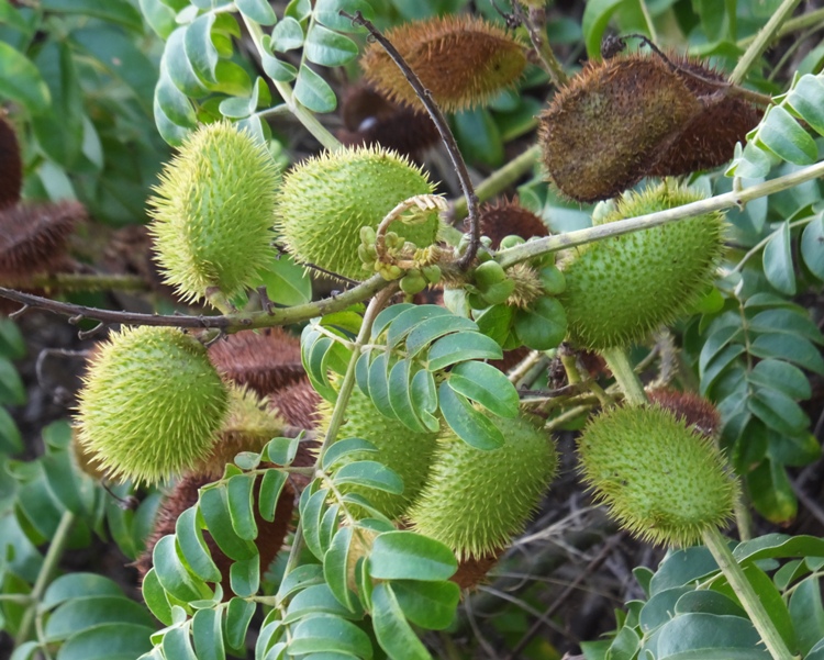 Spiky seed pods of bixaceae