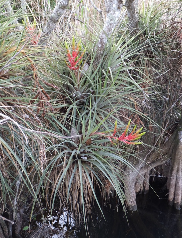 Blooming cardinal bromeliad