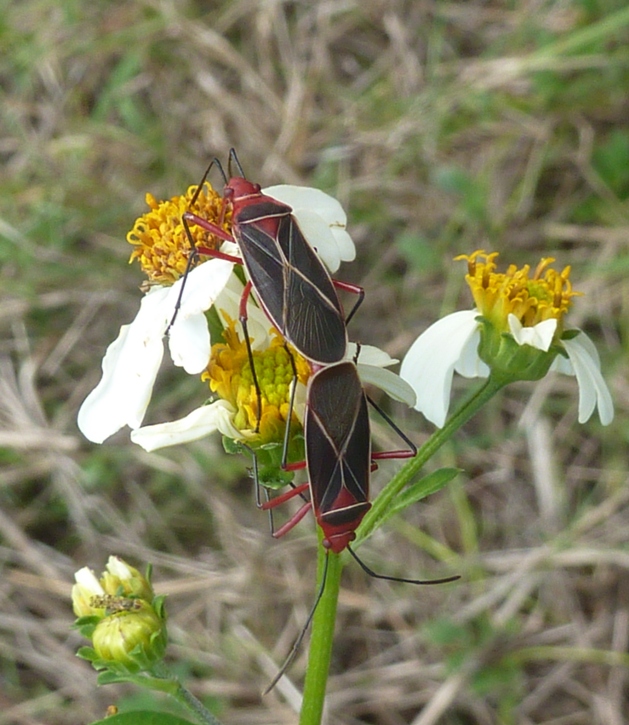 Two box elder bugs mating