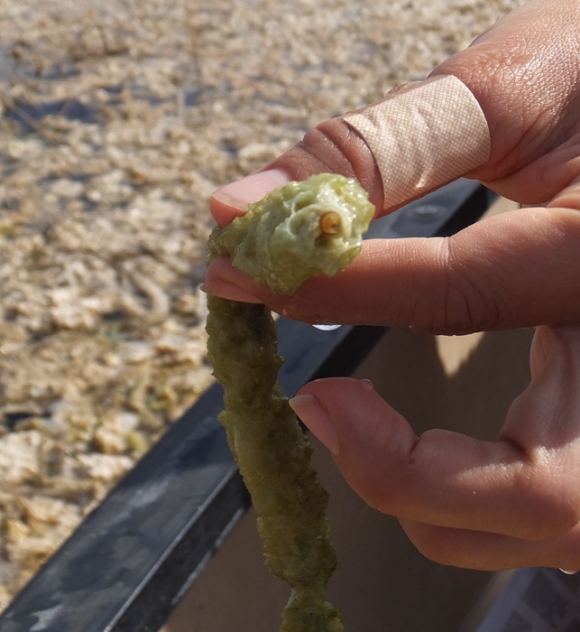 Displaying a cross-section of a periphyton