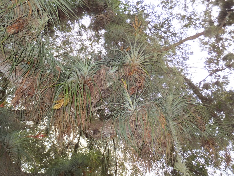 Bromeliads in tree
