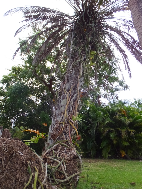 Vines climbing up palm tree