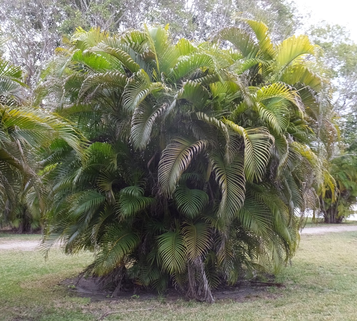 Short but wide palm plant