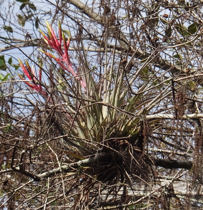 Exotic plant growing on branch