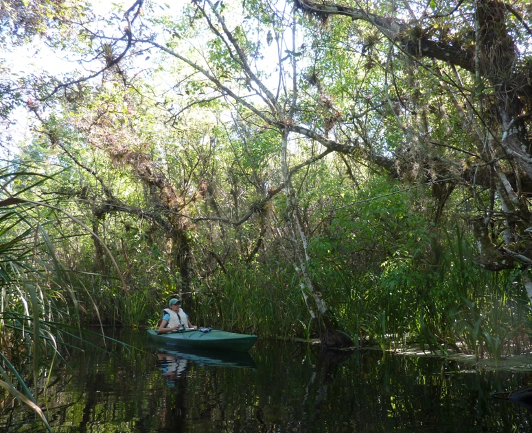 Carmen paddling by mangroves