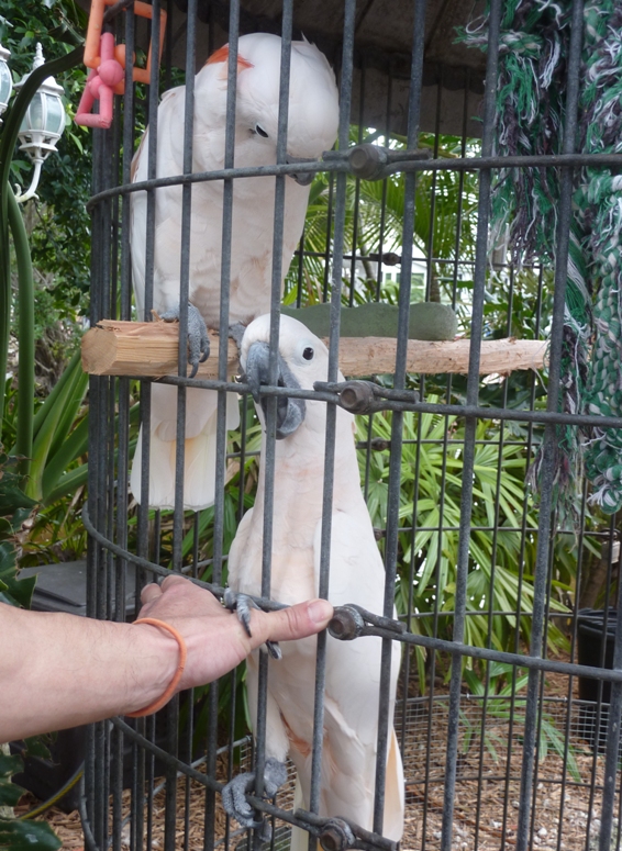 White cockatoos in a cage