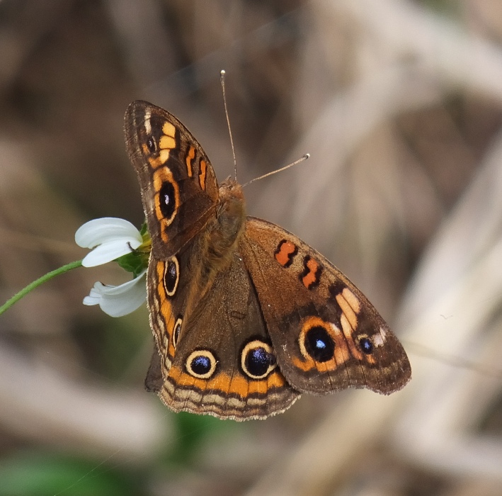 Common buckeye butterfly