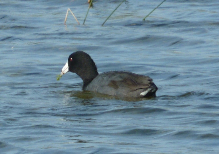 Coot on water with something in its mouth