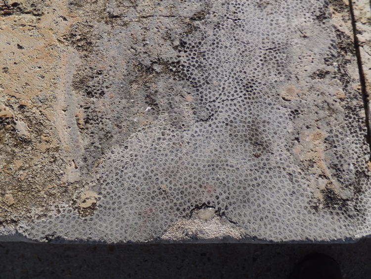 Bench containing coral