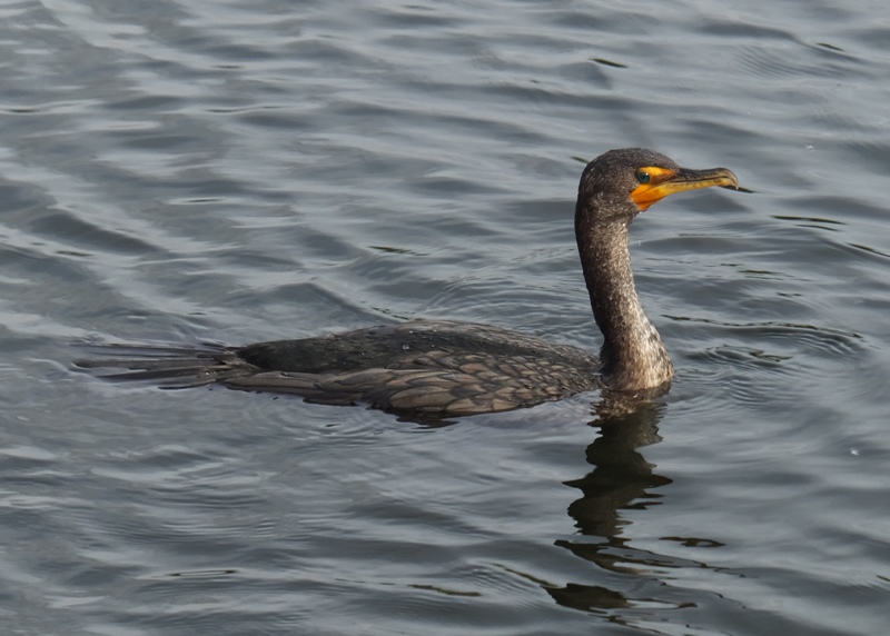 Cormorant floating