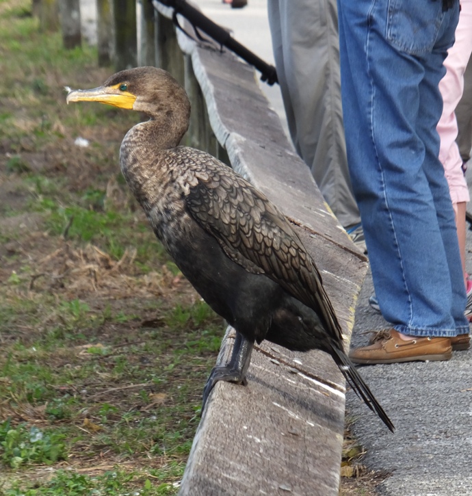 Cormorant perched