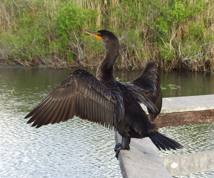 Cormorant with wings spread on land