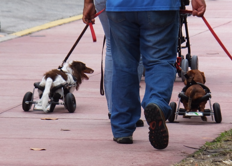 Dachshunds with wheels to support their back legs